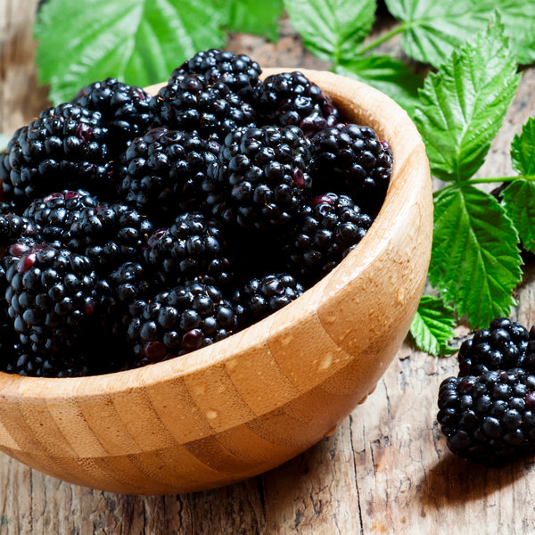 Mulberry Extract for Skin Shop By Ingredient